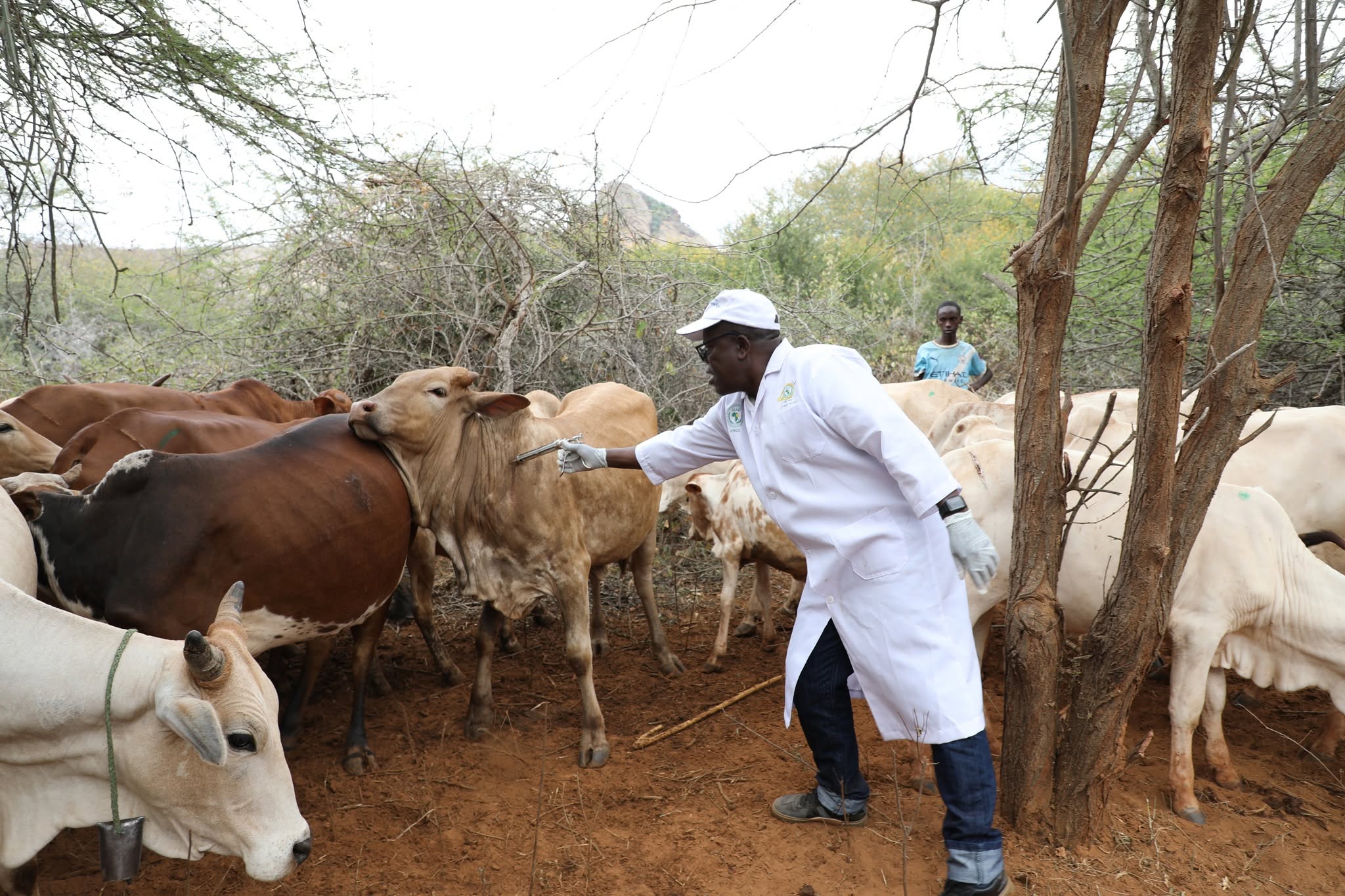 Pastoral Communities Rally Behind Regional Drive to Protect Livestock from Disease